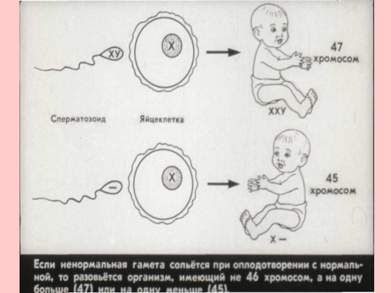Какой набор хромосом имеют спермии