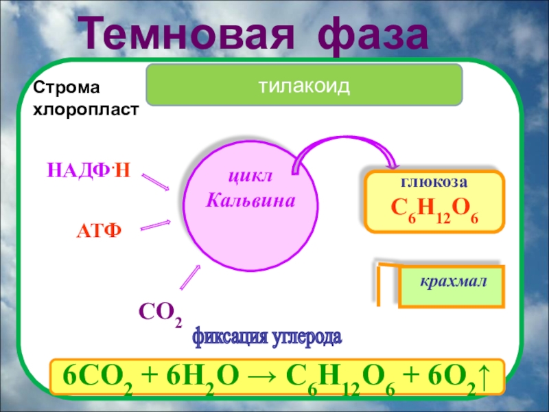 Фотосинтез 9. Темновая фаза фотосинтеза цикл Кальвина. Строма темновая фаза. Темновая фаза АТФ. Фиксация углерода.