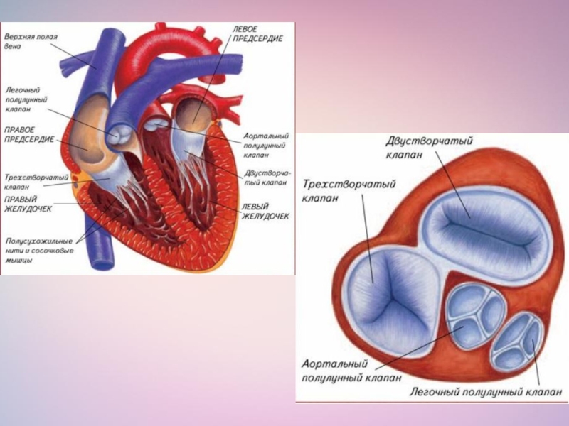 В левое предсердие открываются. Двухстворчатый и трехстворчатый клапаны сердца. Трехстворчатый клапан сердца анатомия. Клапаны сердца анатомия трехстворчатый строение. Строение сердца двухстворчатый клапан.