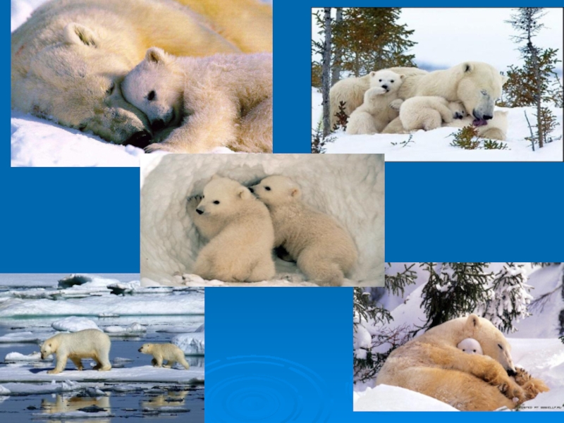 Видео где живут белые медведи 1 класс. Белый медведь коллаж. Где живут белые медведи. Картинки где живут белые медведи. Где живёт белый медведь в России.
