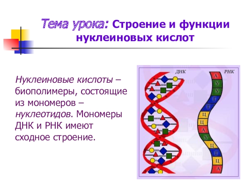 Биополимеры нуклеиновые кислоты. Строение нуклеиновых кислот ДНК. Нуклеиновые кислоты РНК строение и функции. Строение нуклеиновых кислот ДНК И РНК. Биополимеры нуклеиновые кислоты строение.