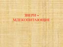 Презентация. Окружающий мир. Млекопитающие