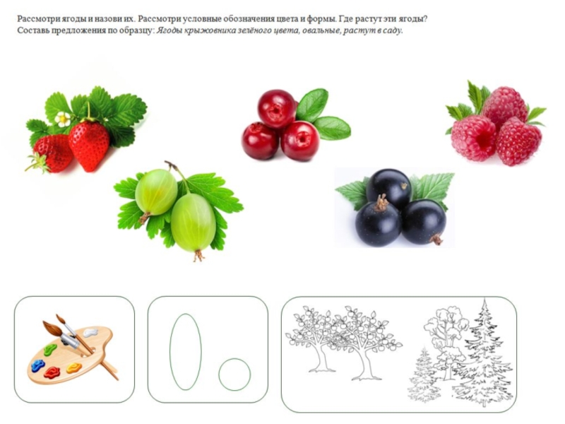 Презентация на тему ягоды в средней группе
