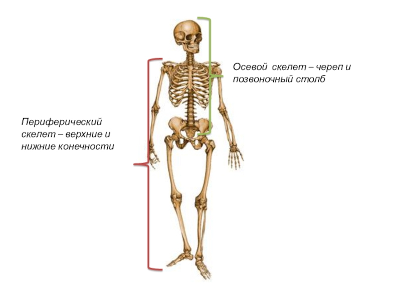 К добавочному скелету человека относятся. Осевой скелет и периферический скелет. Осевой скелет человека анатомия. Строение осевого и добавочного скелета. Осевой и добавочный скелет анатомия.