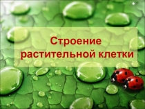 Видеоприложение по биологии к уроку Строение растительной клетки (6 класс)