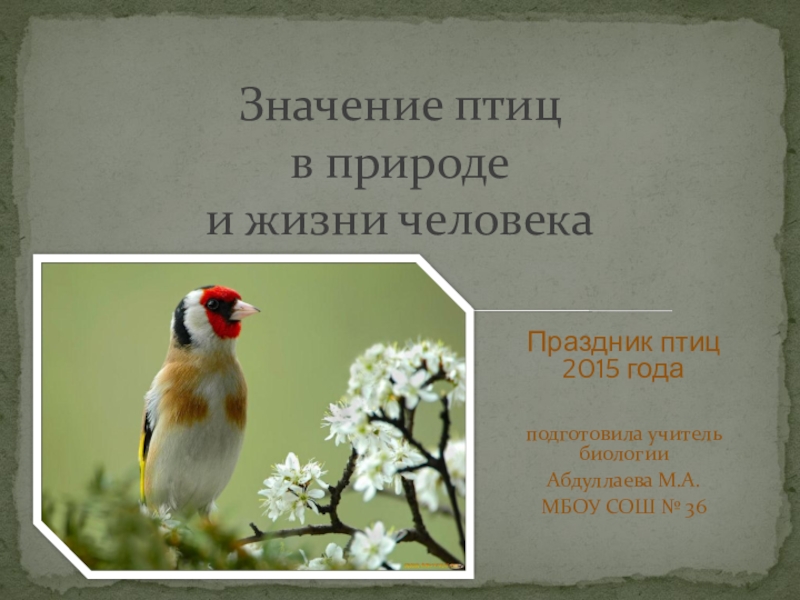 Презентация Значение птиц в природе и жизни человека. Птицы Дагестана.