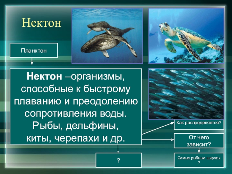 Группы организмов в мировом океане. Нектон организмы. Представители нектона. Организмы обитающий в мировом океане. Планктон Нектон бентос.