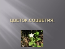 Курсовая работа для учащихся 6-х классов на тему Цветок. Соцветия