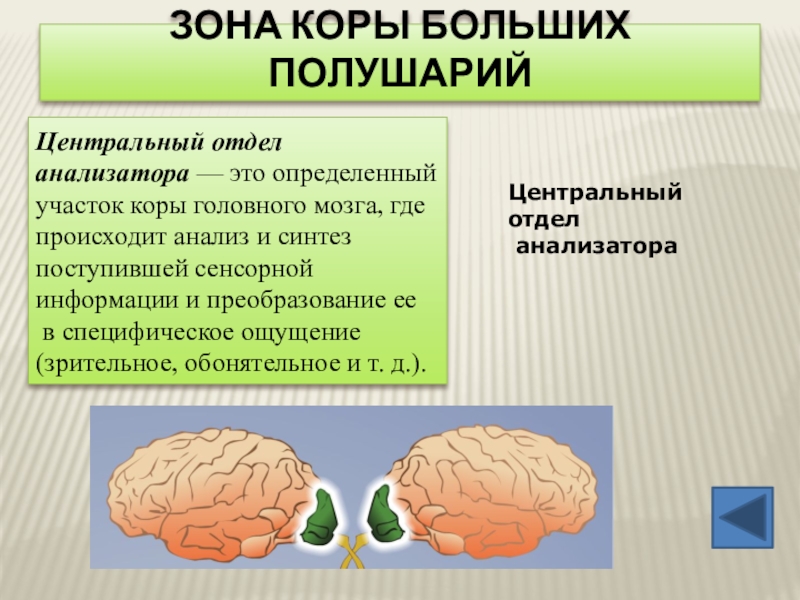 Зона коры больших полушарий Центральный отдел анализатора — это определенный участок коры головного мозга, где происходит анализ