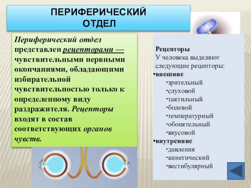 Периферический  отделРецепторыУ человека выделяют следующие рецепторы:внешние зрительныйслуховойтактильныйболевойтемпературныйобонятельныйвкусовойвнутренние давлениякинетическийвестибулярныйПериферический отдел представлен рецепторами —чувствительными нервными окончаниями, обладающими избирательной