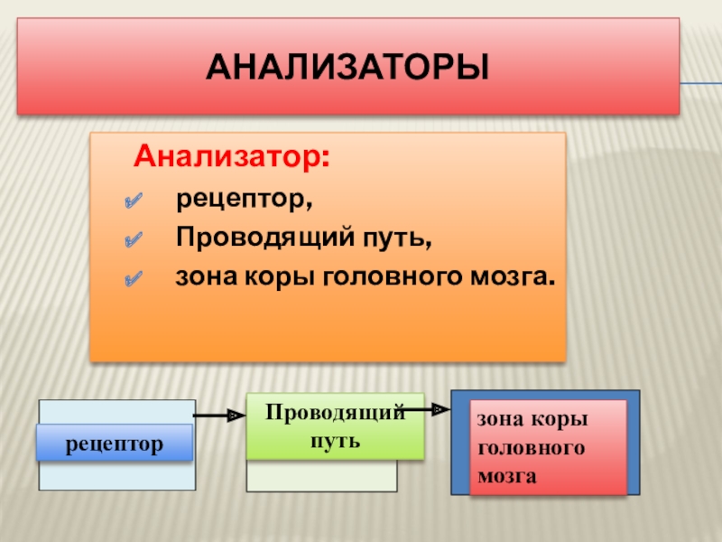 Анализаторы 	Анализатор:рецептор,Проводящий путь,зона коры головного мозга.