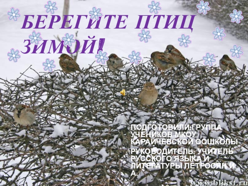 Берегите птиц презентация