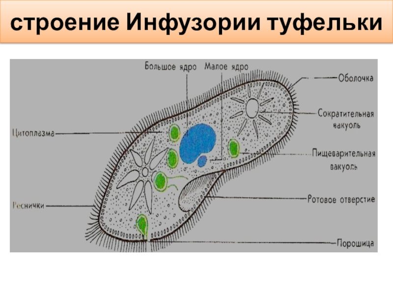 Форма тела инфузории