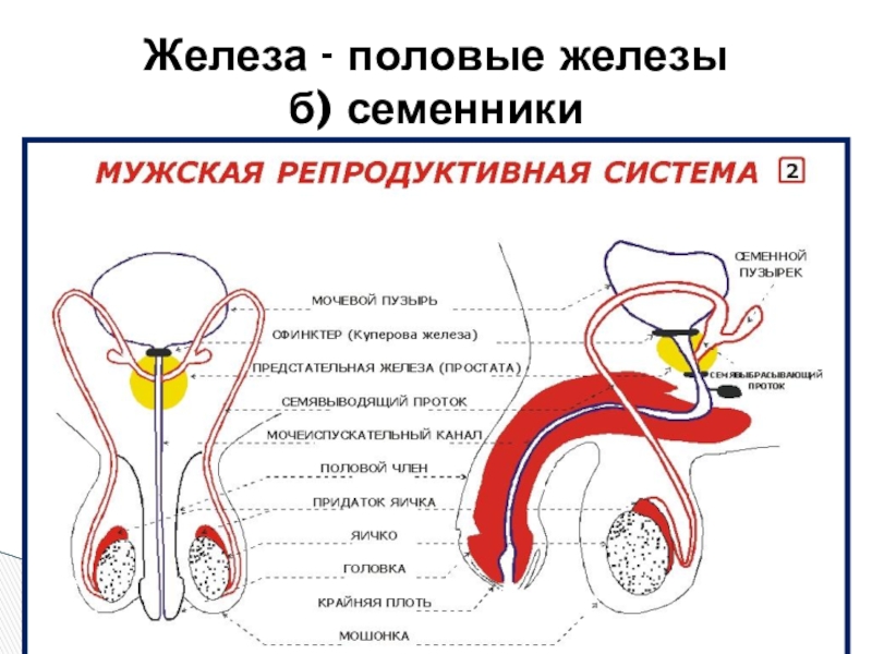 Мужская половая железа семенник. Репродуктивная система человека схема. Мужской половой системы. Мужская репродуктивная система. Железы мужской репродуктивной системы.