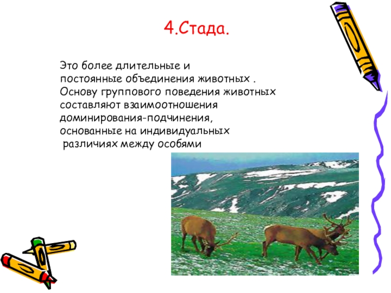 Животная основа. Стадо это биология. Стадо это определение. Стадо примеры биология. Стадо кратко в биологии.