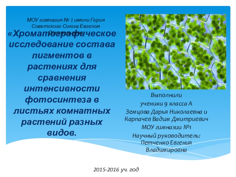 Презентация Презентация проекта Хроматографическое исследование состава пигментов в растениях для сравнения интенсивности фотосинтеза в листьях комнатных растений разных видов