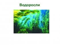 Презентация по биологии на тему Водоросли ( 5 класс)