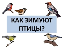 Презентация по окружающему миру на тему Как зимуют птицы