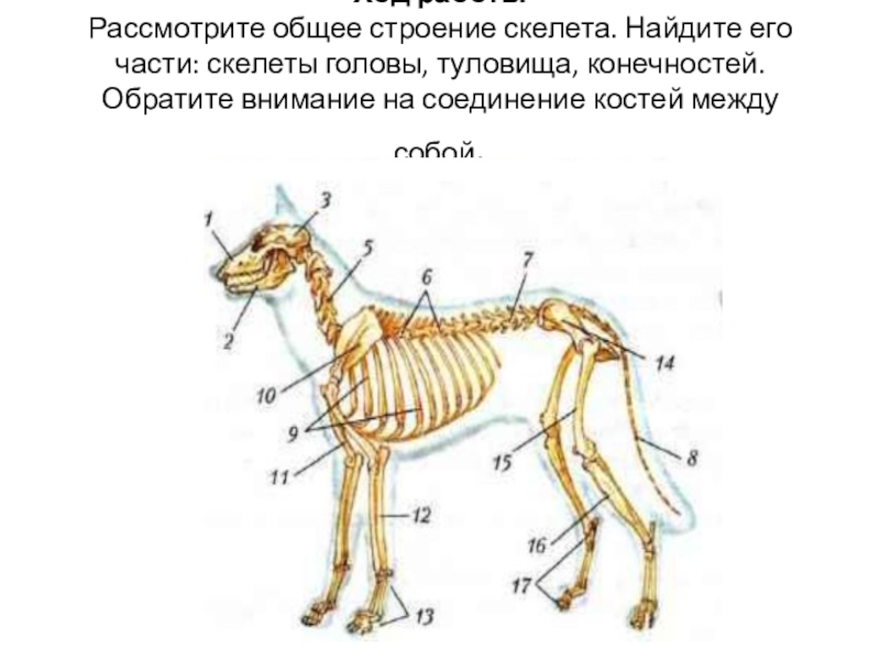 Особенности скелета млекопитающих 7. Скелет млекопитающих схема биология 7 класс. Скелет млекопитающих схема. Скелет млекопитающего 7 класс биология. Рассмотрите общее строение скелета Найдите его части.