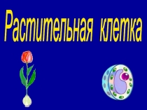 Растительная клетка (6 класс)