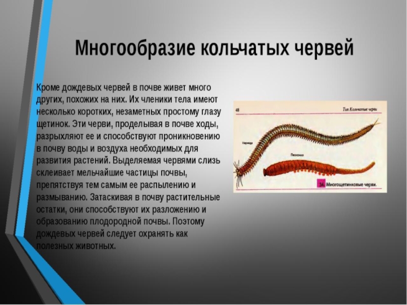 Сообщение о червях. Происхождение членистоногих от кольчецов. Доклад про червяка 3 класс. Реферат по червям большой красивый.