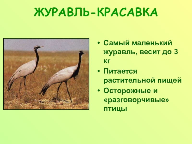 На рисунке изображен журавль. Журавль-красавка природная зона. Самый мелкий журавль. Самый мелкий журавль в степи. Самый маленький журавль.