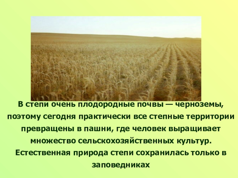 Степная природная зона почва. Чернозем в степи. Степь плодородная почва. Почвы степей очень плодородные. Зона степей почва.