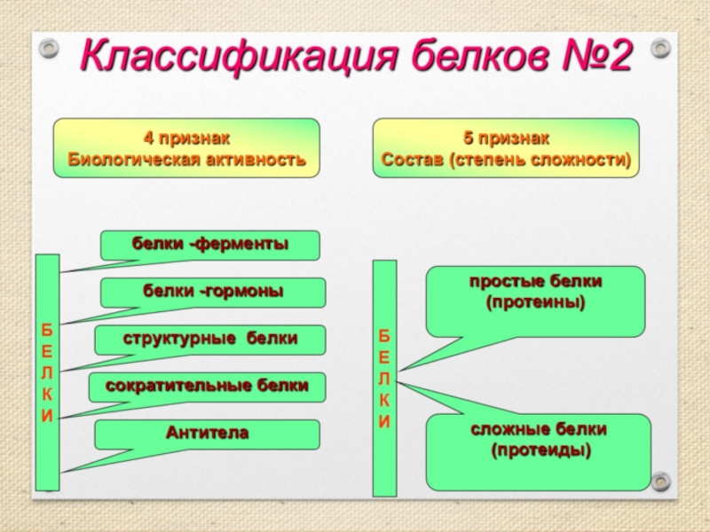 Презентация по биологии белки