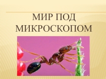 Презентация по биологии Мир под микроскопом