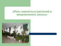 Презентация Роль комнатных растений в микроклимате школы