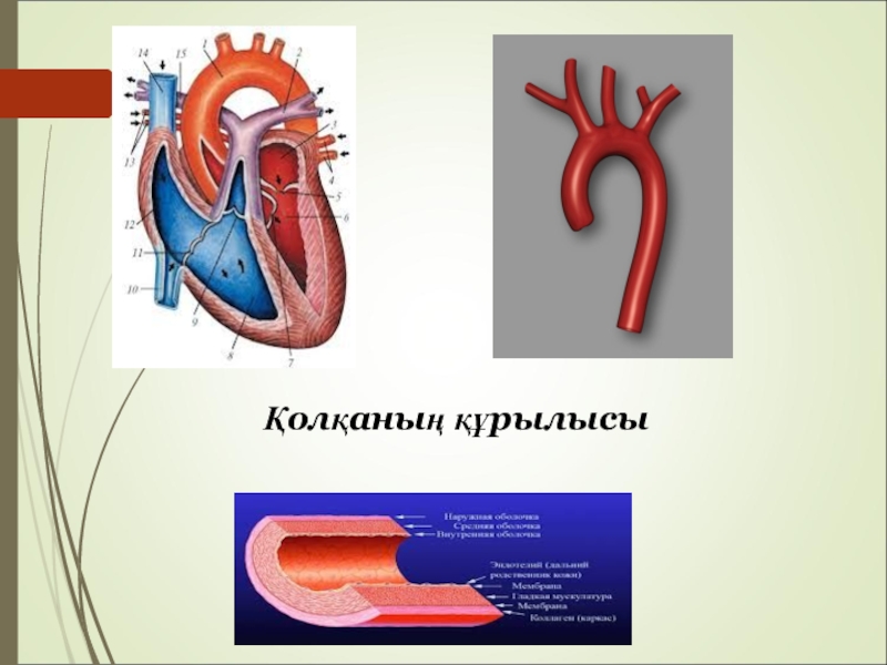 Жүрек құрылысы презентация