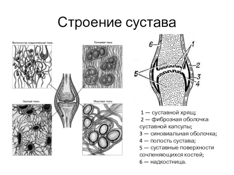 Общий план строения сустава