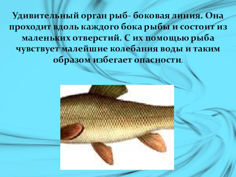 Органы боковой линии у каких рыб. Боковая линия у рыб. Органы боковой линии у рыб. Строение боковой линии у рыб. Средняя линия у рыб.