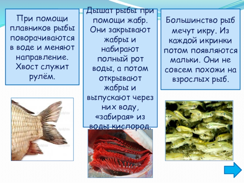Значение рыбы в питании