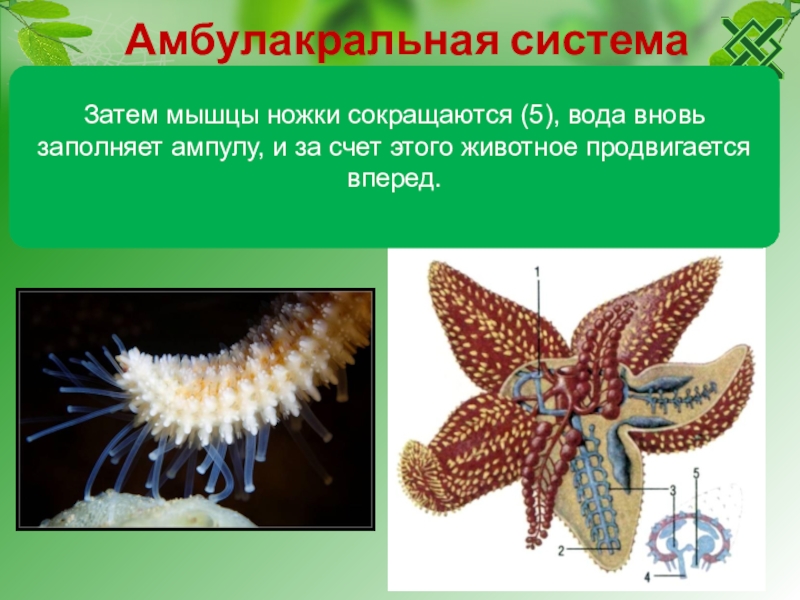 Презентация на тему иглокожие 7 класс биология