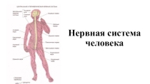 Презентация Нервная система человека