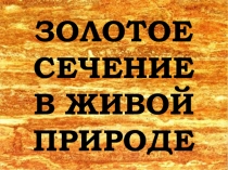 Презентация по геометрии Золотое сечение в живой природе