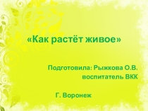 Презентация Комнатное растение из цикла Как растёт живое