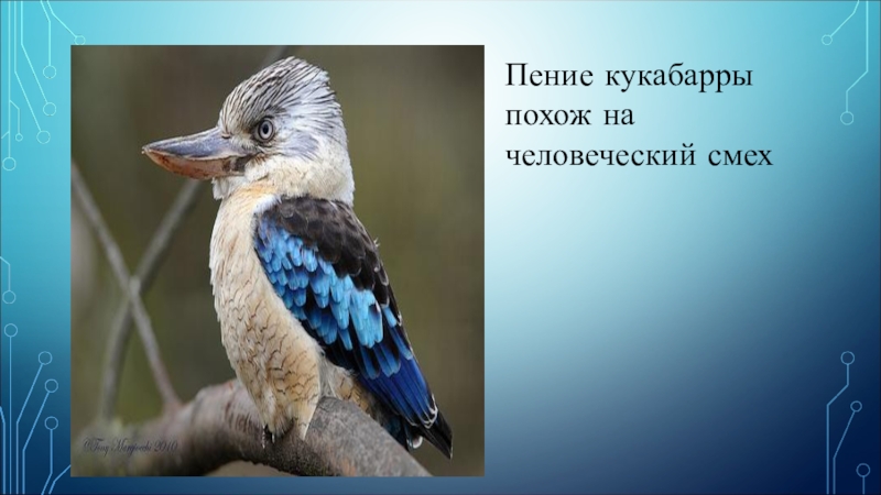 Презентация по англ яз. на тему Добро пожаловать в Австралию Пение кукабарры похож на человеческий смех Пение кукабарры похож на человеческий смех