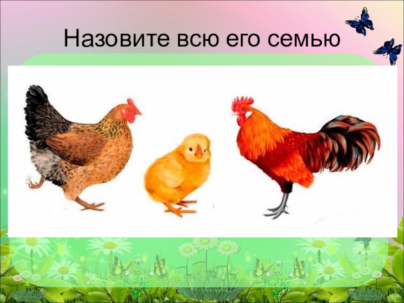 Картинки куриная семья