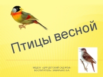 Презентация по развитию речи: Птицы весной