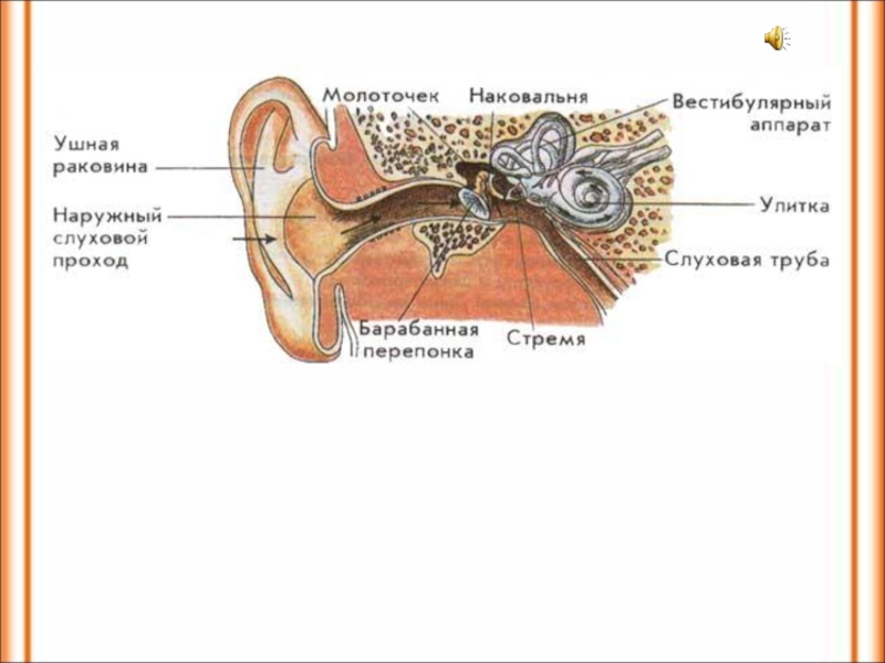 Орган слуха и вестибулярный аппарат. Биология строение уха и вестибулярного аппарата. Наружный слуховой проход на черепе. Наружный слуховой проход строение. Наружный слуховой проход анатомия.