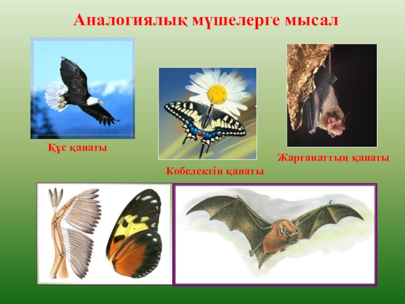 ЭВОЛЮЦИЯЛЫҚ ИДЕЯЛАРДЫҢ ДАМУЫ ТАРИХЫ Аналогиялық мүшелерге мысалЖарғанаттың қанатыКөбелектің қанатыҚұс қанаты Аналогиялық мүшелерге мысалЖарғанаттың қанатыКөбелектің қанатыҚұс қанаты