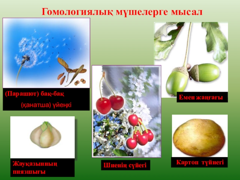 ЭВОЛЮЦИЯЛЫҚ ИДЕЯЛАРДЫҢ ДАМУЫ ТАРИХЫ Гомологиялық мүшелерге мысал(Парашют) бақ-бақ(қанатша) үйеңкіШиенің сүйегіЕмен жаңғағы Картоп түйнегіЖауқазынның пиязшығы Гомологиялық мүшелерге мысал(Парашют) бақ-бақ(қанатша) үйеңкіШиенің сүйегіЕмен жаңғағы Картоп түйнегіЖауқазынның пиязшығы