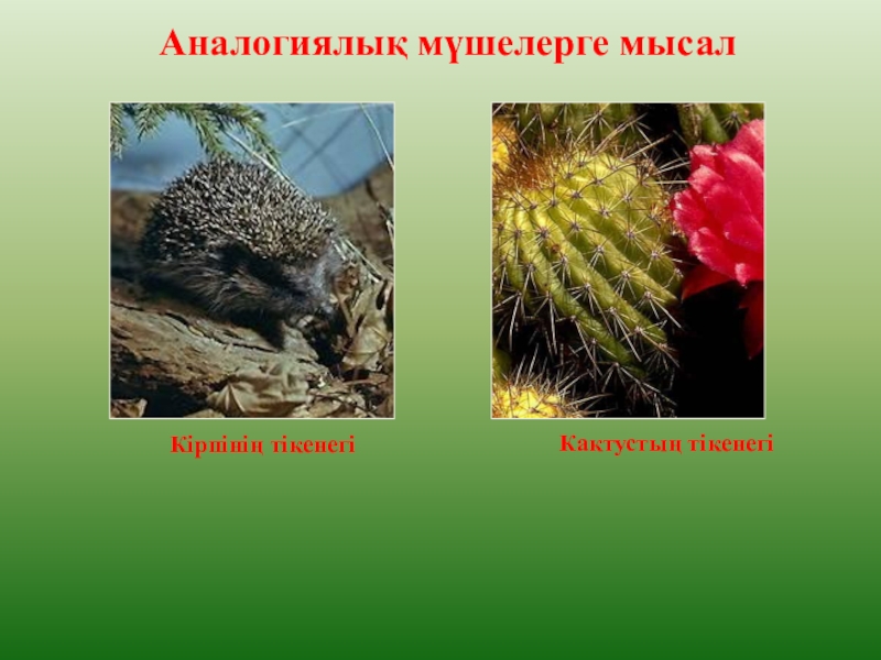 ЭВОЛЮЦИЯЛЫҚ ИДЕЯЛАРДЫҢ ДАМУЫ ТАРИХЫ Аналогиялық мүшелерге мысалКактустың тікенегіКірпінің тікенегі Аналогиялық мүшелерге мысалКактустың тікенегіКірпінің тікенегі