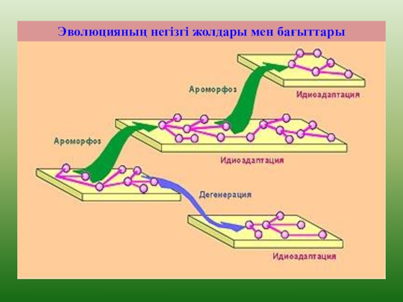 ЭВОЛЮЦИЯЛЫҚ ИДЕЯЛАРДЫҢ ДАМУЫ ТАРИХЫ Эволюцияның негізгі жолдары мен бағыттары Эволюцияның негізгі жолдары мен бағыттары