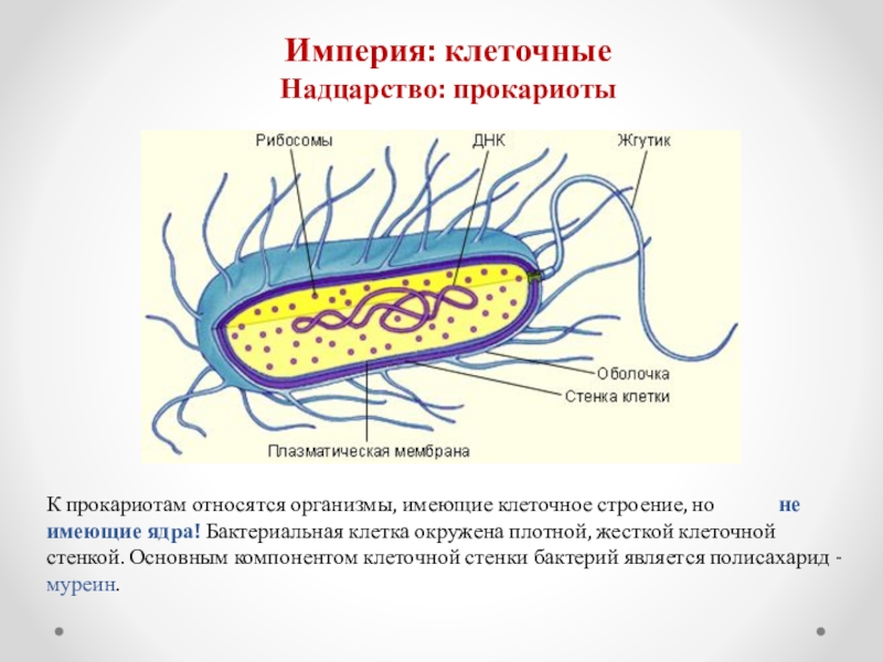 Клетка бактерий рибосомы. Строение бактериальной клетки прокариот. Муреин в бактериальной клетке. Клеточная стенка прокариот. Строение клетки бактерии рибосомы.
