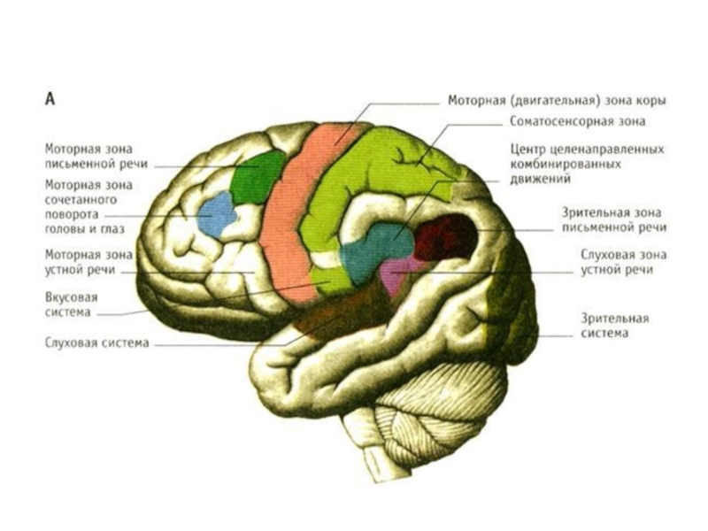 Локализация функций головного. Моторная зона коры головного мозга. Первичные проекционные зоны коры головного мозга. Локализация функций в коре конечного мозга. Локализация анализаторов в коре головного мозга.