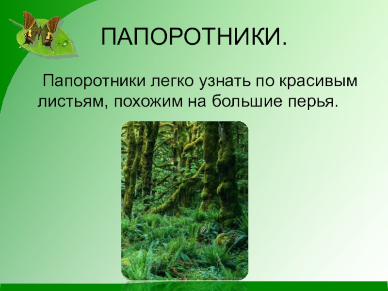 Мир папоротников. Папоротники презентация. Папоротник презентация 3 класс. Разнообразие растений 3 класс папоротники. Проект про папоротник.