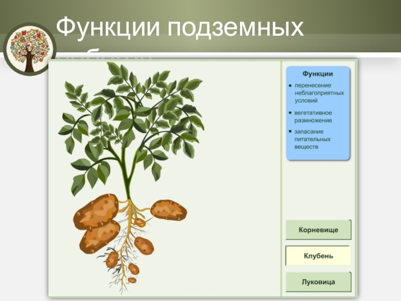 Функции побега. Функции подземных побегов. Функция клубней у подземного побега. Основная функция подземного побега.